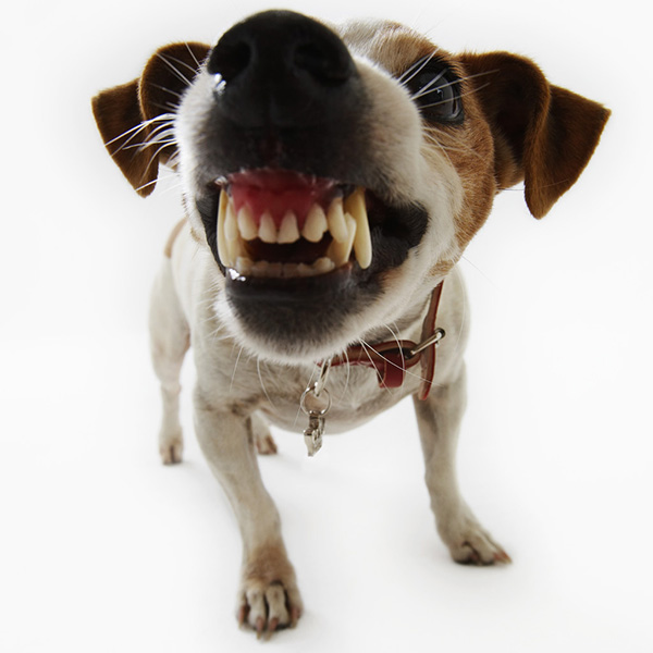 Jack Russell Terrier Snarling